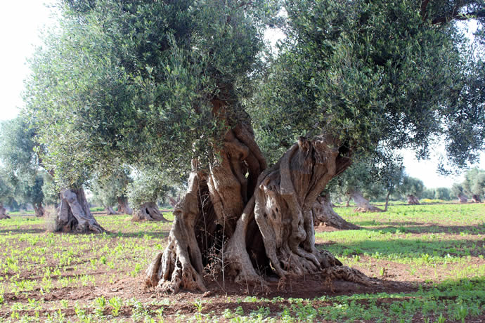 Olive tree Puglia