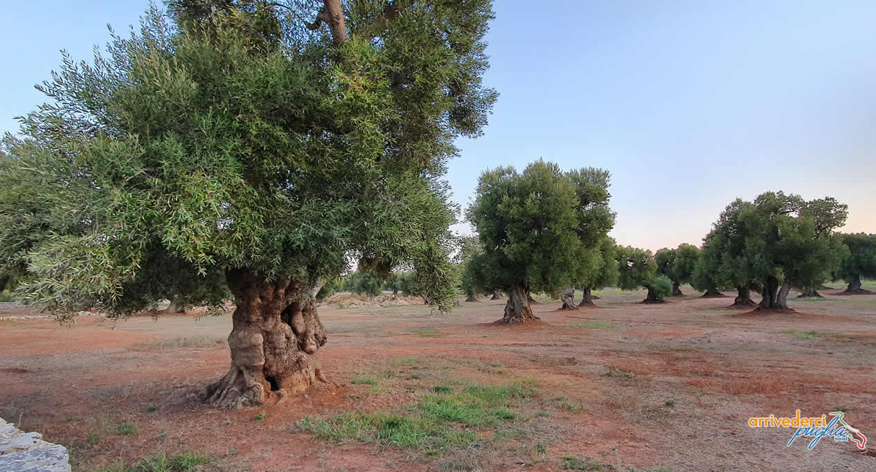 Puglia olive trees