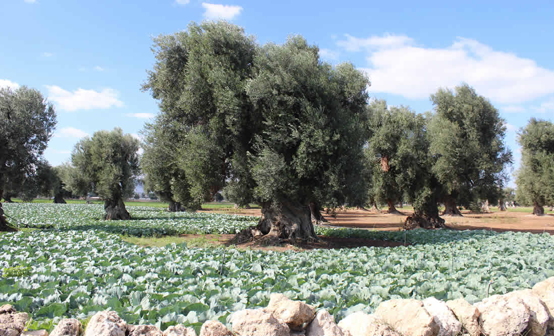 olive trees italy