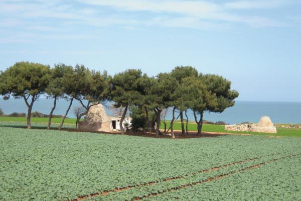 Apulian countryside